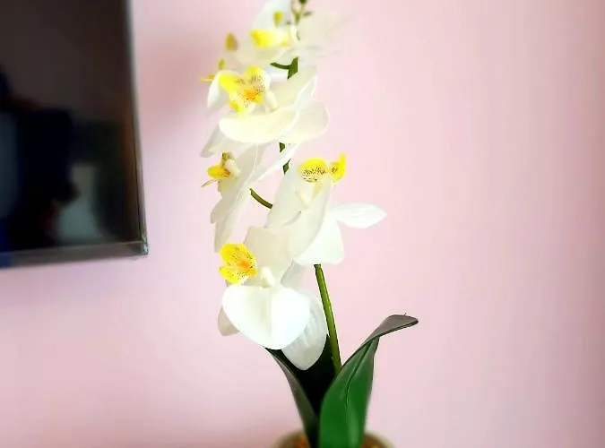 Eksclusive Paradise Down Town 6 Persons 3 Apartamento Cracovia